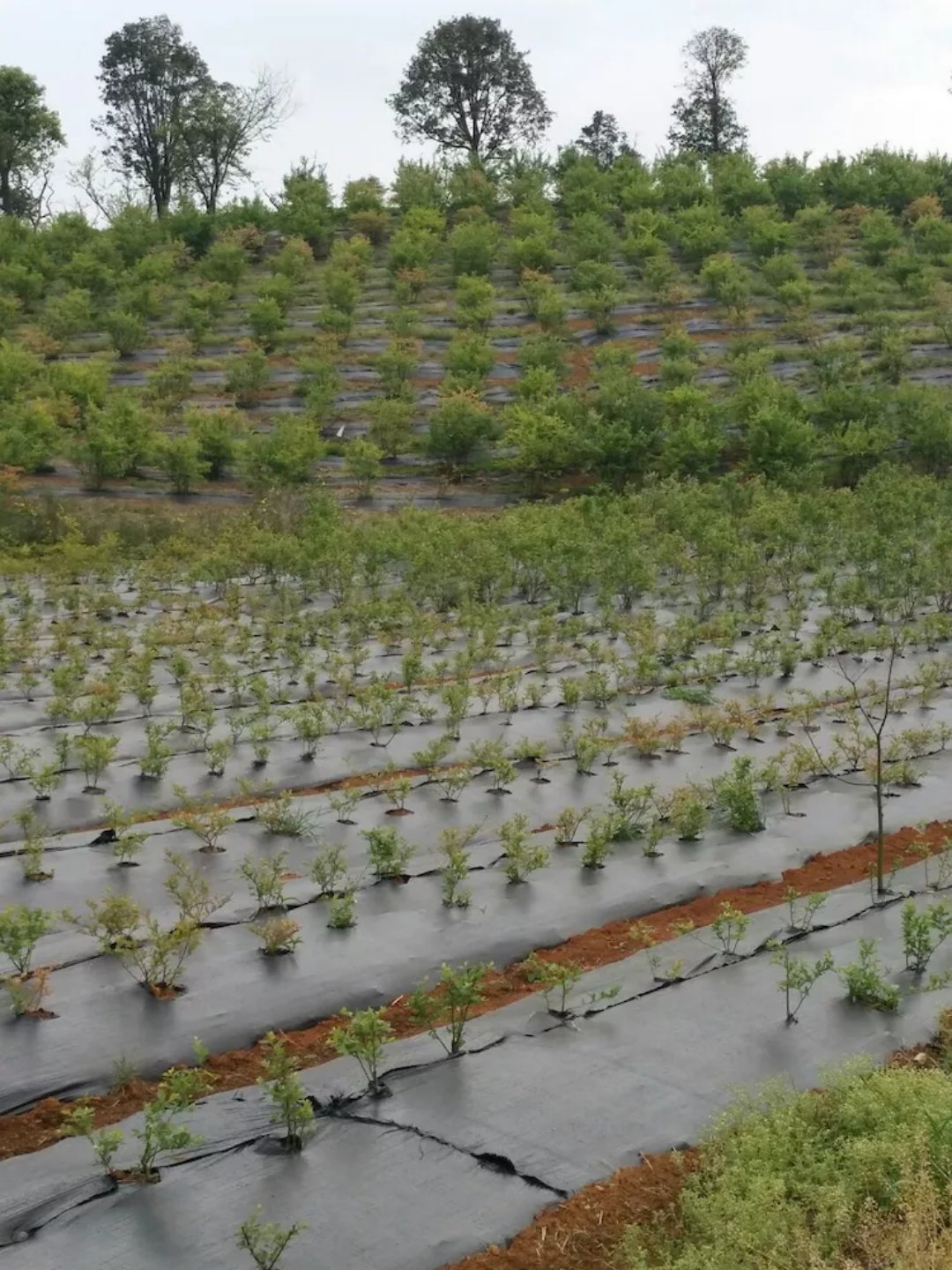 防草布、除草布