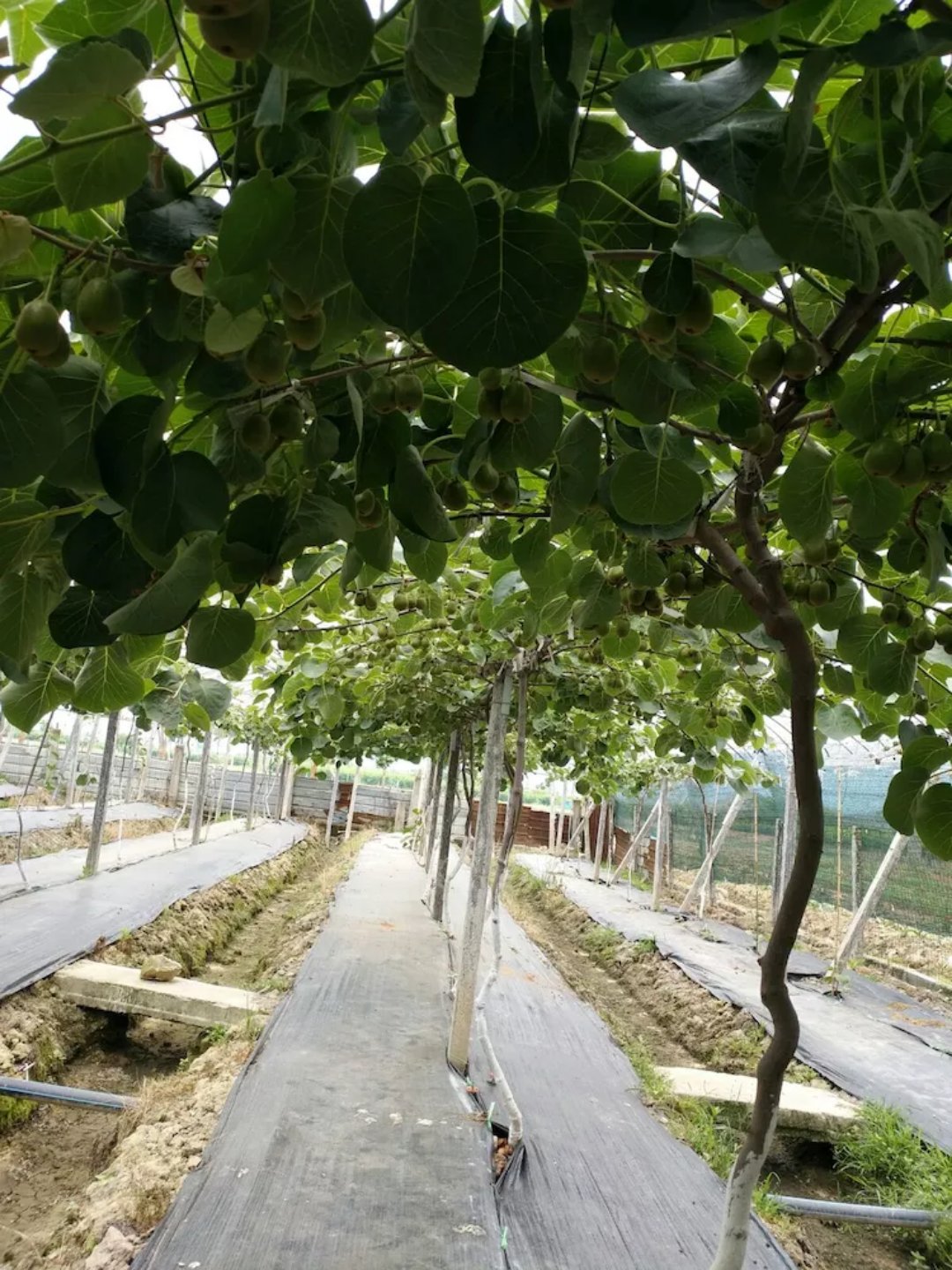 防草布、除草布